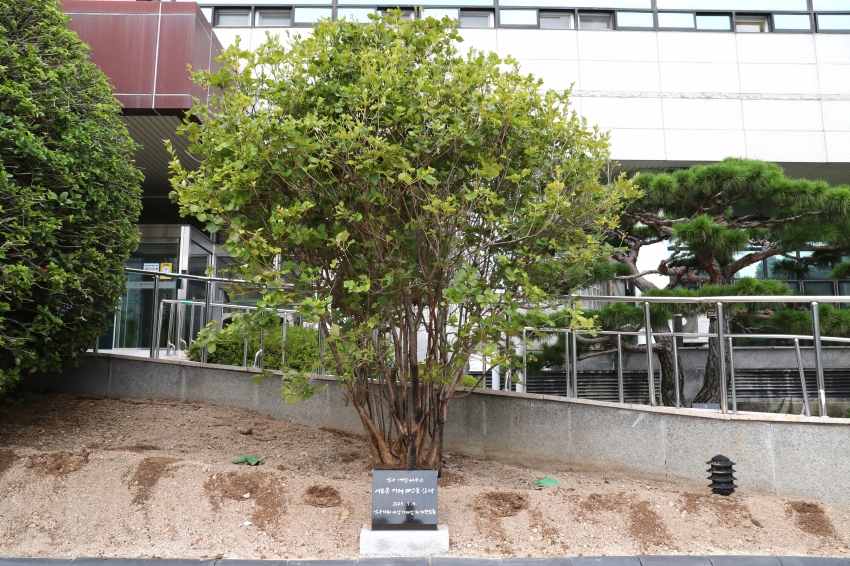 남구청 개청 40주년 기념식수 시삽 및 제막 행사_5